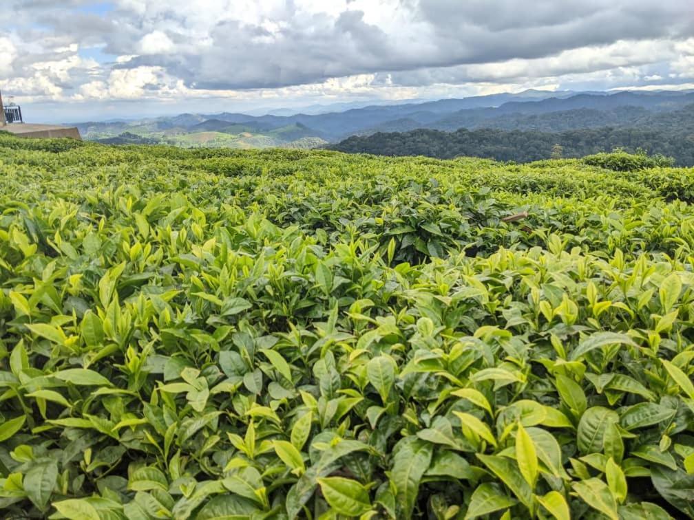 Nyungwe Village Kitabi Esterno foto